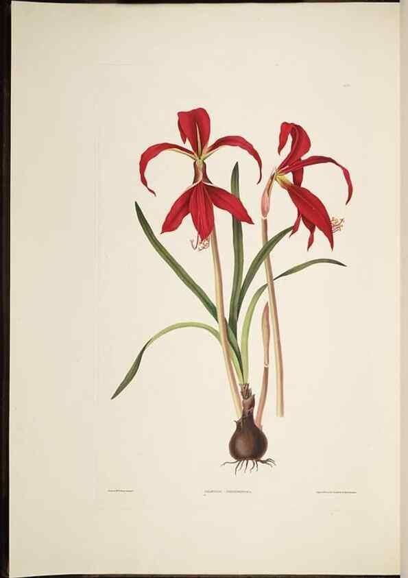 Reproducción/Reproduction 8513369034: A selection of Hexandrian plants, belonging to the natural orders Amaryllidae and Liliacae. London : Robt. Havell, ... , Pubd. 1831- ended Dec. 1, 1834.