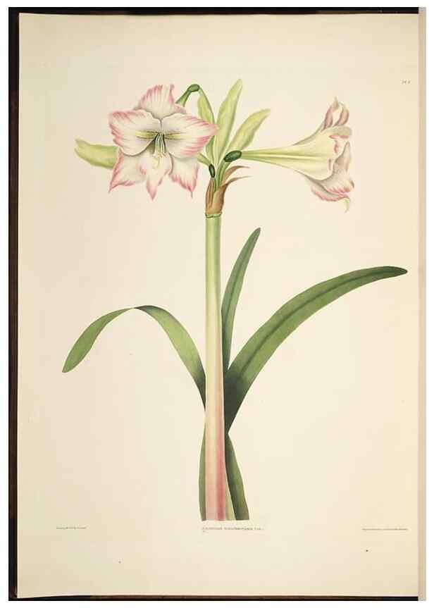 Reproducción/Reproduction 8513369318: A selection of Hexandrian plants, belonging to the natural orders Amaryllidae and Liliacae. London : Robt. Havell, ... , Pubd. 1831- ended Dec. 1, 1834.