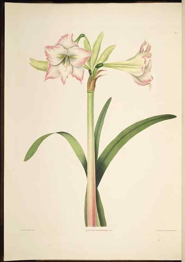 Reproducción/Reproduction 8513369318: A selection of Hexandrian plants, belonging to the natural orders Amaryllidae and Liliacae. London : Robt. Havell, ... , Pubd. 1831- ended Dec. 1, 1834.