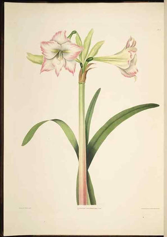Reproducción/Reproduction 8513369318: A selection of Hexandrian plants, belonging to the natural orders Amaryllidae and Liliacae. London : Robt. Havell, ... , Pubd. 1831- ended Dec. 1, 1834.