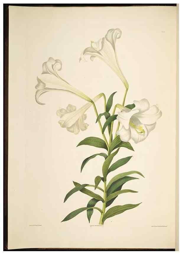 Reproducción/Reproduction 8512256511: A selection of Hexandrian plants, belonging to the natural orders Amaryllidae and Liliacae. London : Robt. Havell, ... , Pubd. 1831- ended Dec. 1, 1834.