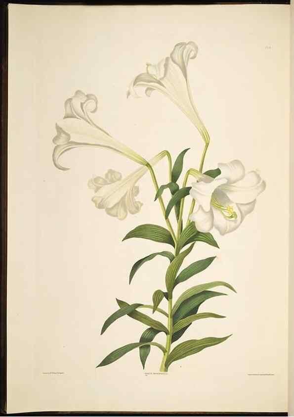 Reproducción/Reproduction 8512256511: A selection of Hexandrian plants, belonging to the natural orders Amaryllidae and Liliacae. London : Robt. Havell, ... , Pubd. 1831- ended Dec. 1, 1834.