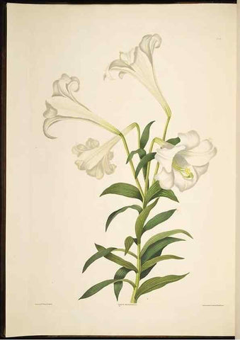 Reproducción/Reproduction 8512256511: A selection of Hexandrian plants, belonging to the natural orders Amaryllidae and Liliacae. London : Robt. Havell, ... , Pubd. 1831- ended Dec. 1, 1834.