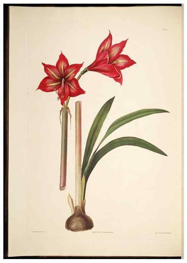 Reproducción/Reproduction 8512256697: A selection of Hexandrian plants, belonging to the natural orders Amaryllidae and Liliacae. London : Robt. Havell, ... , Pubd. 1831- ended Dec. 1, 1834.