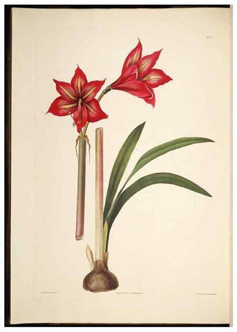 Reproducción/Reproduction 8512256697: A selection of Hexandrian plants, belonging to the natural orders Amaryllidae and Liliacae. London : Robt. Havell, ... , Pubd. 1831- ended Dec. 1, 1834.