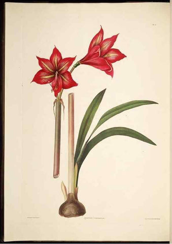 Reproducción/Reproduction 8512256697: A selection of Hexandrian plants, belonging to the natural orders Amaryllidae and Liliacae. London : Robt. Havell, ... , Pubd. 1831- ended Dec. 1, 1834.