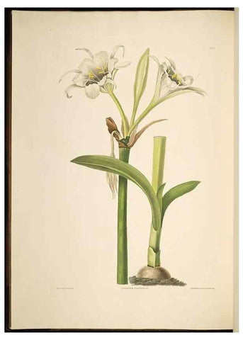 Reproducción/Reproduction 8512256935: A selection of Hexandrian plants, belonging to the natural orders Amaryllidae and Liliacae. London : Robt. Havell, ... , Pubd. 1831- ended Dec. 1, 1834.