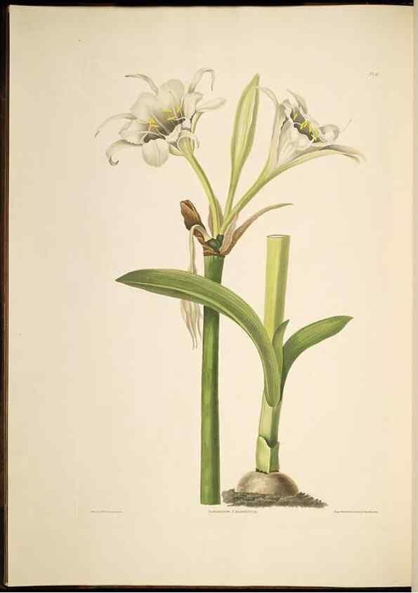 Reproducción/Reproduction 8512256935: A selection of Hexandrian plants, belonging to the natural orders Amaryllidae and Liliacae. London : Robt. Havell, ... , Pubd. 1831- ended Dec. 1, 1834.