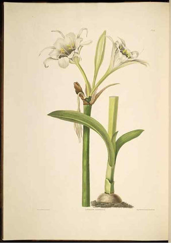 Reproducción/Reproduction 8512256935: A selection of Hexandrian plants, belonging to the natural orders Amaryllidae and Liliacae. London : Robt. Havell, ... , Pubd. 1831- ended Dec. 1, 1834.