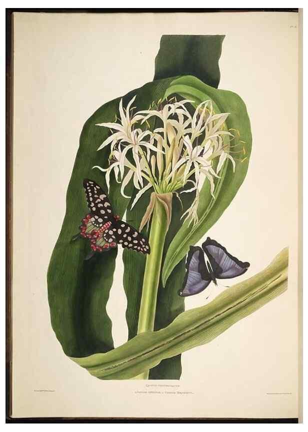 Reproducción/Reproduction 8513370036: A selection of Hexandrian plants, belonging to the natural orders Amaryllidae and Liliacae. London : Robt. Havell, ... , Pubd. 1831- ended Dec. 1, 1834.