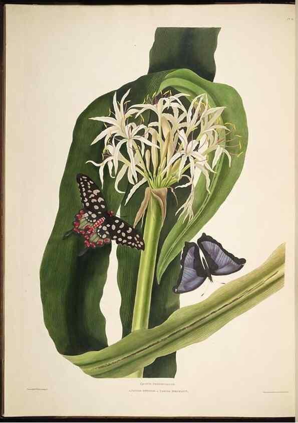 Reproducción/Reproduction 8513370036: A selection of Hexandrian plants, belonging to the natural orders Amaryllidae and Liliacae. London : Robt. Havell, ... , Pubd. 1831- ended Dec. 1, 1834.