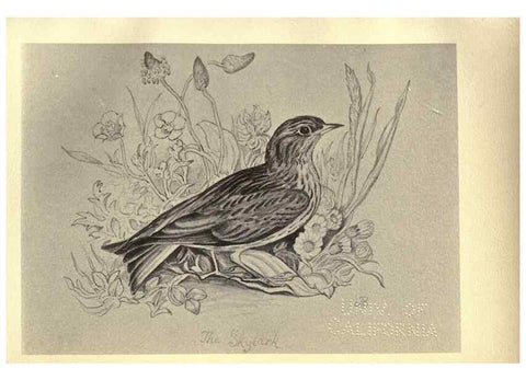 Reproducción/Reproduction 8511361490: Birds from Moidart and elsewhere /. Edinburgh :David Douglas,1895.