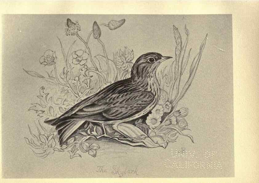 Reproducción/Reproduction 8511361490: Birds from Moidart and elsewhere /. Edinburgh :David Douglas,1895.