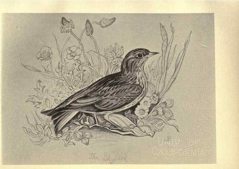 Reproducción/Reproduction 8511361490: Birds from Moidart and elsewhere /. Edinburgh :David Douglas,1895.