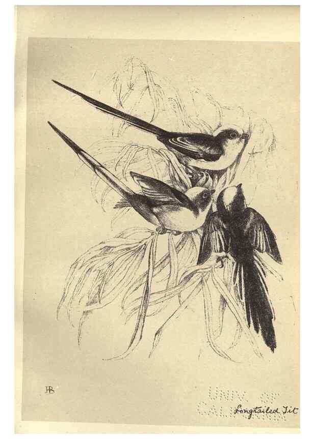 Reproducción/Reproduction 8510251153: Birds from Moidart and elsewhere /. Edinburgh :David Douglas,1895.