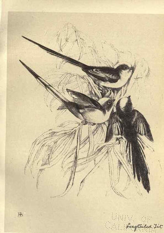 Reproducción/Reproduction 8510251153: Birds from Moidart and elsewhere /. Edinburgh :David Douglas,1895.