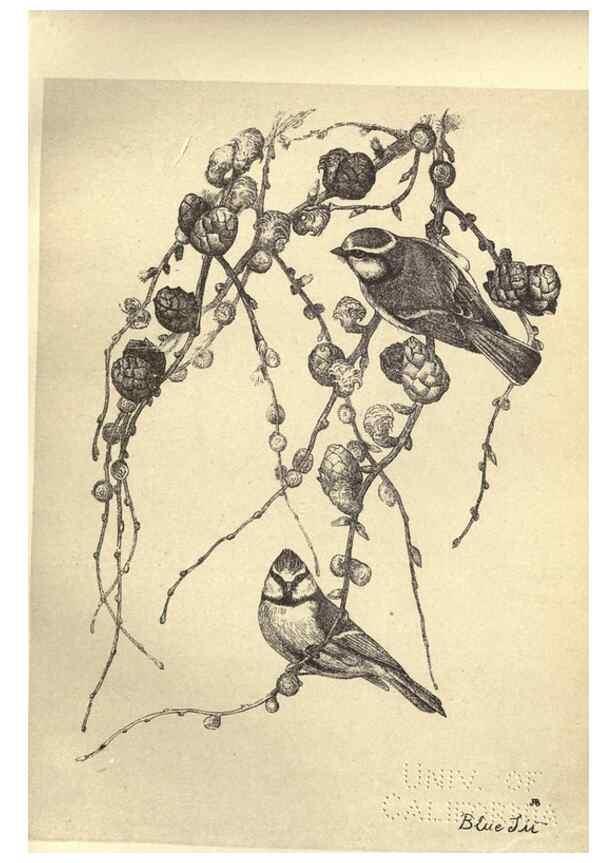 Reproducción/Reproduction 8511360258: Birds from Moidart and elsewhere /. Edinburgh :David Douglas,1895.