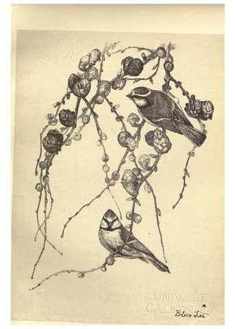 Reproducción/Reproduction 8511360258: Birds from Moidart and elsewhere /. Edinburgh :David Douglas,1895.