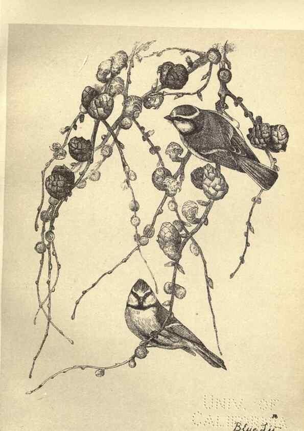 Reproducción/Reproduction 8511360258: Birds from Moidart and elsewhere /. Edinburgh :David Douglas,1895.