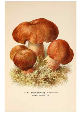 Reproducción/Reproduction 8510523362: Führer für Pilzfreunde.. Zwickau i. S.,Förster & Borries,1896.