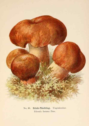 Reproducción/Reproduction 8510523362: Führer für Pilzfreunde.. Zwickau i. S.,Förster & Borries,1896.