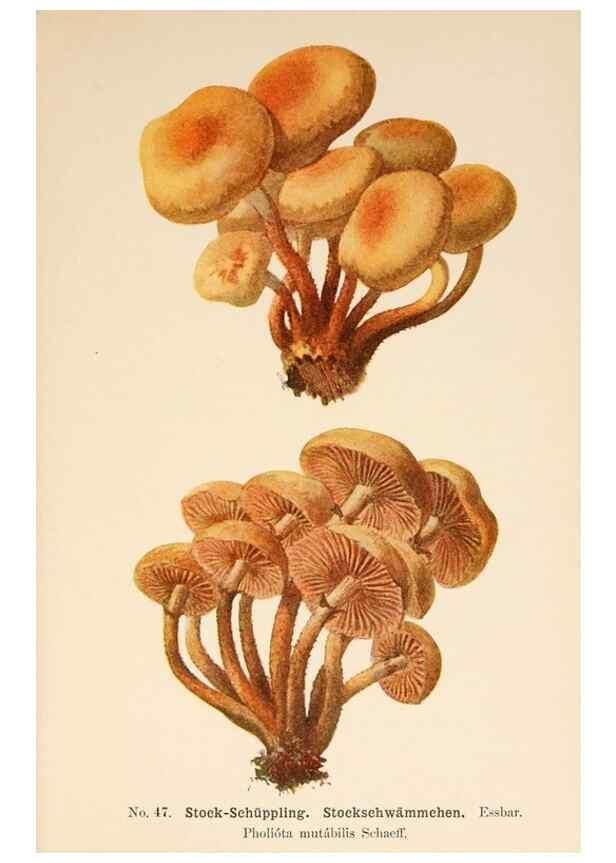 Reproducción/Reproduction 8509415807: Führer für Pilzfreunde.. Zwickau i. S.,Förster & Borries,1896.