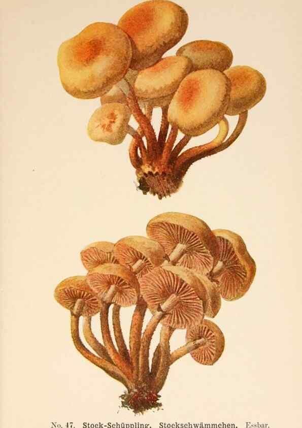 Reproducción/Reproduction 8509415807: Führer für Pilzfreunde.. Zwickau i. S.,Förster & Borries,1896.