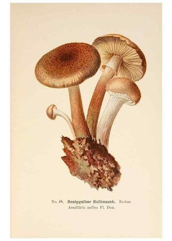 Reproducción/Reproduction 8510524706: Führer für Pilzfreunde.. Zwickau i. S.,Förster & Borries,1896.