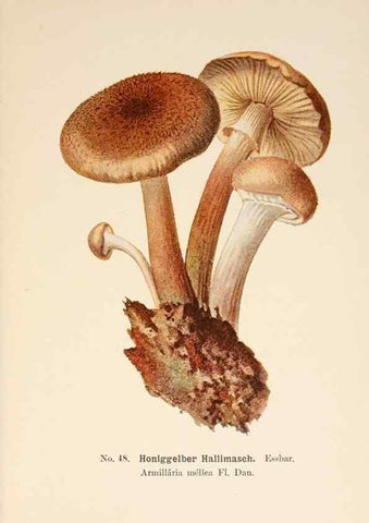 Reproducción/Reproduction 8510524706: Führer für Pilzfreunde.. Zwickau i. S.,Förster & Borries,1896.