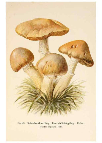 Reproducción/Reproduction 8510525134: Führer für Pilzfreunde.. Zwickau i. S.,Förster & Borries,1896.