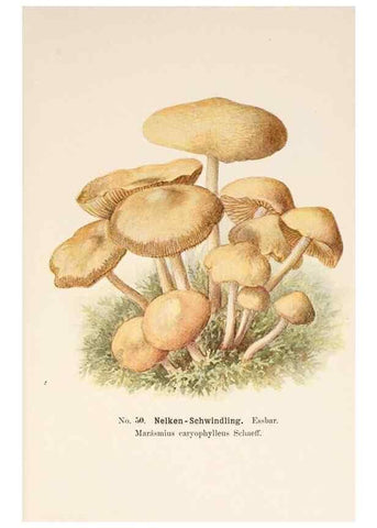 Reproducción/Reproduction 8510525468: Führer für Pilzfreunde.. Zwickau i. S.,Förster & Borries,1896.
