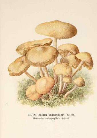 Reproducción/Reproduction 8510525468: Führer für Pilzfreunde.. Zwickau i. S.,Förster & Borries,1896.
