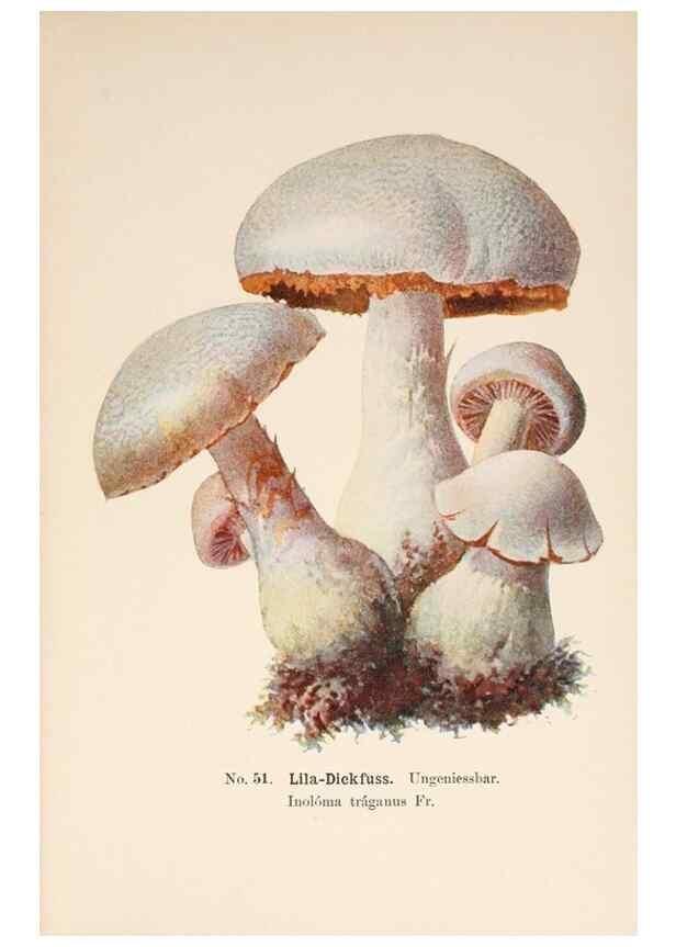 Reproducción/Reproduction 8510525816: Führer für Pilzfreunde.. Zwickau i. S.,Förster & Borries,1896.