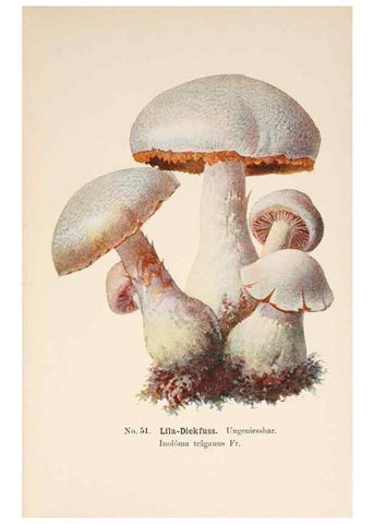 Reproducción/Reproduction 8510525816: Führer für Pilzfreunde.. Zwickau i. S.,Förster & Borries,1896.