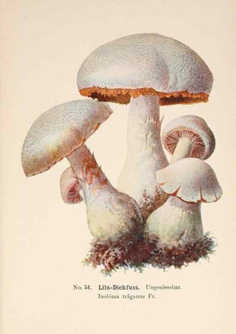 Reproducción/Reproduction 8510525816: Führer für Pilzfreunde.. Zwickau i. S.,Förster & Borries,1896.