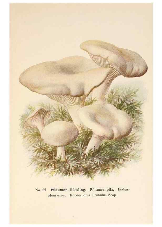 Reproducción/Reproduction 8509417725: Führer für Pilzfreunde.. Zwickau i. S.,Förster & Borries,1896.