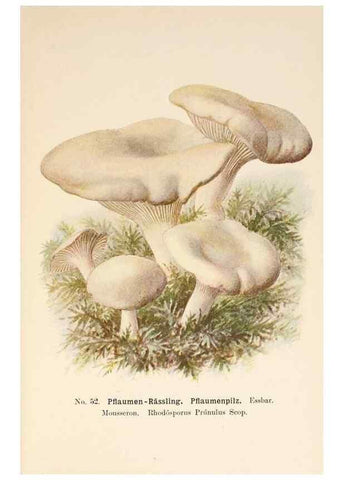 Reproducción/Reproduction 8509417725: Führer für Pilzfreunde.. Zwickau i. S.,Förster & Borries,1896.
