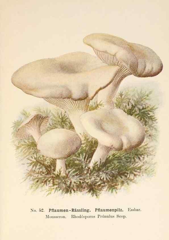 Reproducción/Reproduction 8509417725: Führer für Pilzfreunde.. Zwickau i. S.,Förster & Borries,1896.