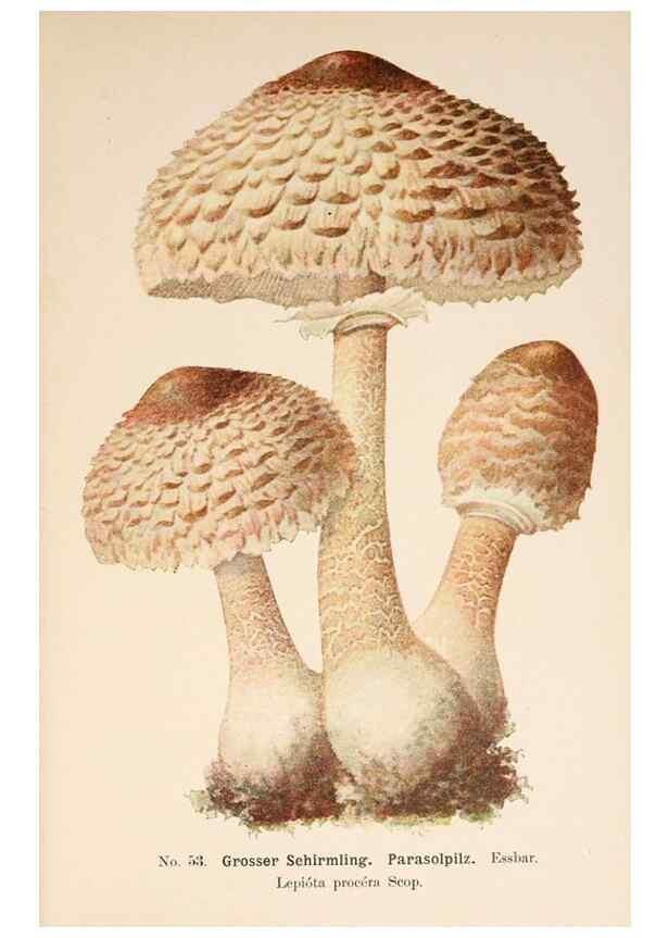 Reproducción/Reproduction 8509418243: Führer für Pilzfreunde.. Zwickau i. S.,Förster & Borries,1896.