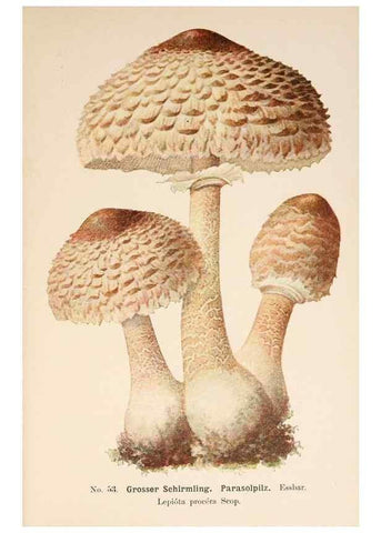 Reproducción/Reproduction 8509418243: Führer für Pilzfreunde.. Zwickau i. S.,Förster & Borries,1896.