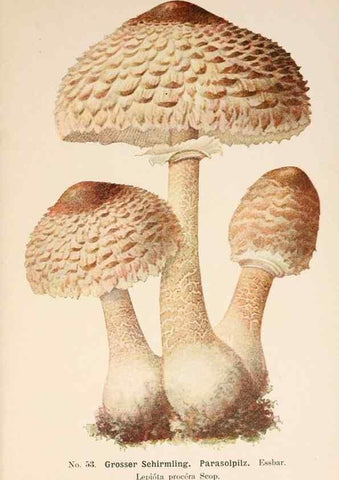 Reproducción/Reproduction 8509418243: Führer für Pilzfreunde.. Zwickau i. S.,Förster & Borries,1896.