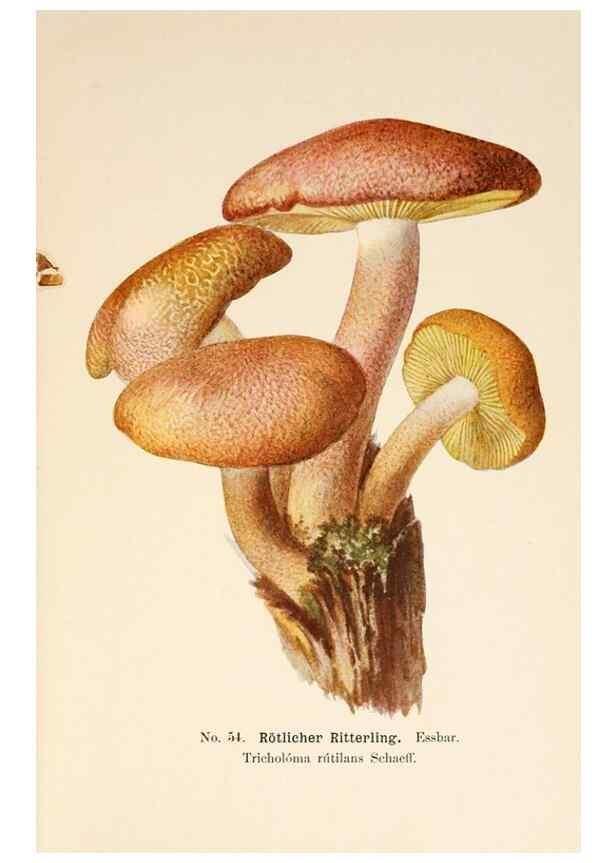 Reproducción/Reproduction 8509418677: Führer für Pilzfreunde.. Zwickau i. S.,Förster & Borries,1896.