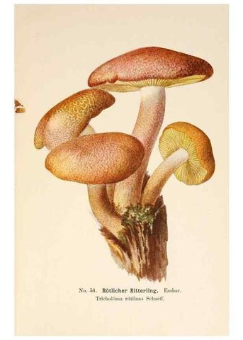 Reproducción/Reproduction 8509418677: Führer für Pilzfreunde.. Zwickau i. S.,Förster & Borries,1896.