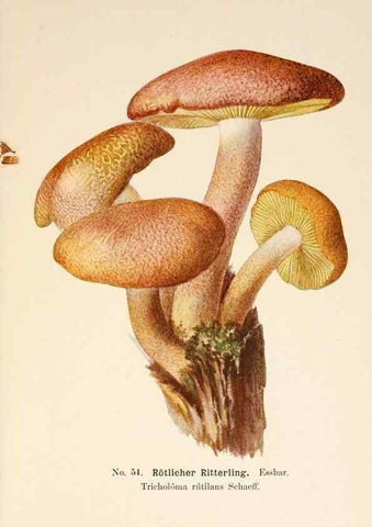 Reproducción/Reproduction 8509418677: Führer für Pilzfreunde.. Zwickau i. S.,Förster & Borries,1896.