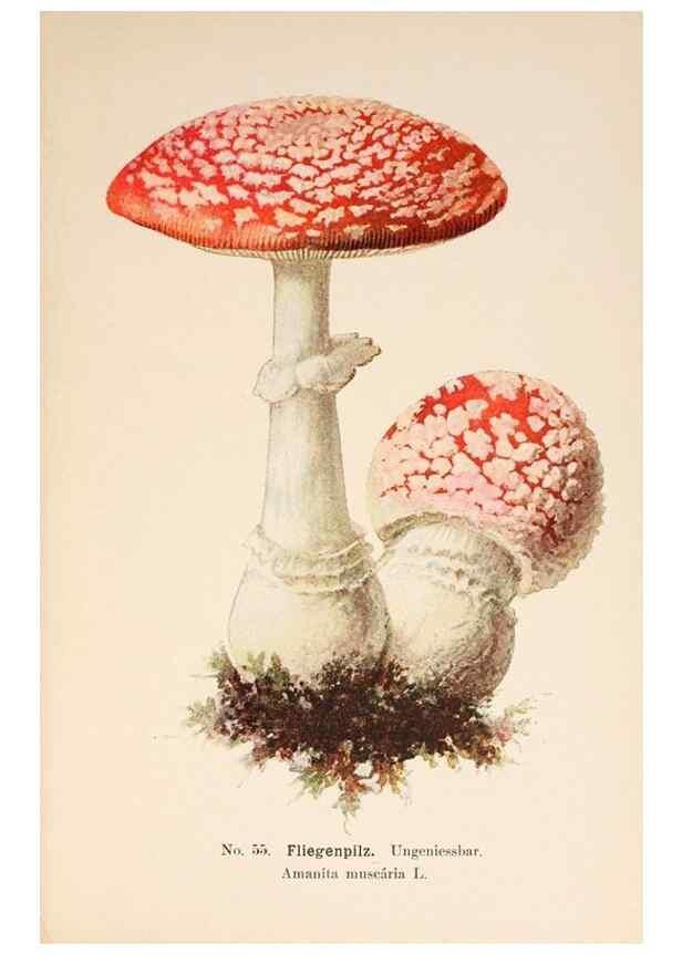 Reproducción/Reproduction 8509419101: Führer für Pilzfreunde.. Zwickau i. S.,Förster & Borries,1896.