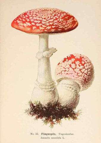 Reproducción/Reproduction 8509419101: Führer für Pilzfreunde.. Zwickau i. S.,Förster & Borries,1896.
