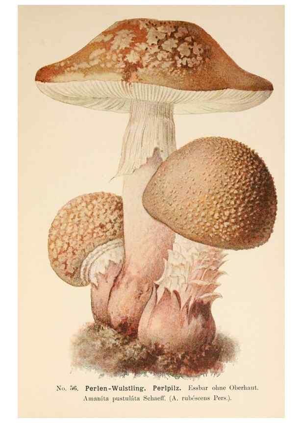 Reproducción/Reproduction 8510528264: Führer für Pilzfreunde.. Zwickau i. S.,Förster & Borries,1896.