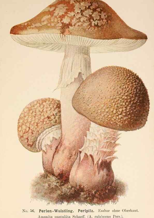 Reproducción/Reproduction 8510528264: Führer für Pilzfreunde.. Zwickau i. S.,Förster & Borries,1896.