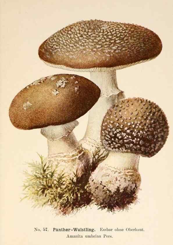 Reproducción/Reproduction 8510529120: Führer für Pilzfreunde.. Zwickau i. S.,Förster & Borries,1896.