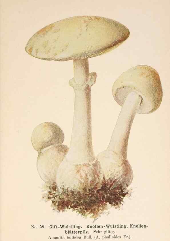 Reproducción/Reproduction 8509420801: Führer für Pilzfreunde.. Zwickau i. S.,Förster & Borries,1896.